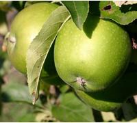 Direct Plants Dwarf Patio Granny Smith Apple Fruit Tree 3-4Ft Supplied In A 5 Litre Pot