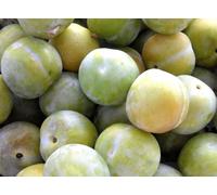 Direct Plants Dwarf Patio Greengage Plum Fruit Tree Supplied in a 5 Litre Pot in Green Direct Plants Green