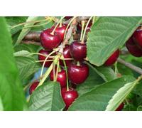 Direct Plants Dwarf Patio Kordia Cherry Fruit Tree 3-4ft Supplied in a 5 Litre Pot in Green Direct Plants Green