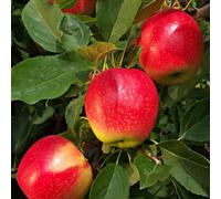 Direct Plants Dwarf Patio Mini Gala Apple Fruit Tree 3-4ft Supplied in a 5 Litre Pot Direct Plants Multicolor