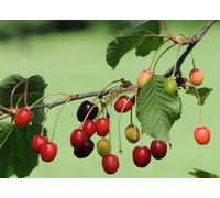 Direct Plants Dwarf Patio Morello Cherry Fruit Tree 3-4ft Supplied in a 5 Litre Pot in Green Direct Plants Green