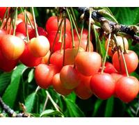 Direct Plants Dwarf Patio Napolean Cherry Fruit Tree 3-4ft Supplied in a 5 Litre Pot in Green Direct Plants Green