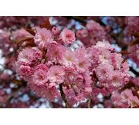 Direct Plants Dwarf Patio Prunus Kanzan Japanese Flowering Cherry Tree 3-4Ft Supplied In A 5 Litre Pot