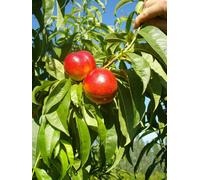 Direct Plants Dwarf Patio Prunus Nectarine Fruit Tree 3-4Ft Supplied In A 5 Litre Pot