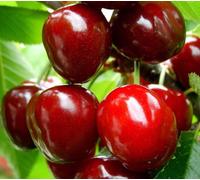 Direct Plants Dwarf Patio Sunburst Cherry Fruit Tree 3-4ft Supplied in a 5 Litre Pot in Green Direct Plants Green