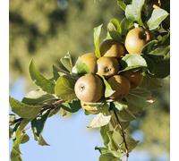 Direct Plants Egremont Russet Apple Tree 4-5ft Bare Root Fruit Tree in Green Direct Plants Green