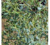 Direct Plants Eucalyptus French Blue Evergreen Tree 6ft Tall Supplied in a 12 Litre Pot by Directplants in Green Direct Plants Green