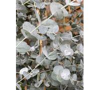 Direct Plants Eucalyptus Gunnii Azura Evergreen Tree 6ft Tall Supplied in a 12 Litre Pot by Directplants in Green Direct Plants Green