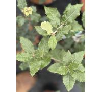 Direct Plants Evergeen Oak Tree Large Quercus Ilex 50-70Cm In A 5 Litre Pot