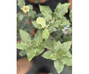 Direct Plants Evergeen Oak Tree Large Quercus Ilex 50-70Cm In A 5 Litre Pot