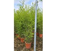 Direct Plants Extra Large Bamboo Phyllostachys Bissetii 5-6Ft Tall, Supplied In A 10/12 Litre Pot