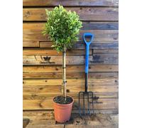 Direct Plants Extra Large Euonymus Aureomarginata Evergreen 1/4 Standard Tree - 1 - Pot - Euonymus