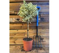 Direct Plants Extra Large Euonymus Bravo Evergreen 1/4 Standard Tree - 1 - Pot - Euonymus