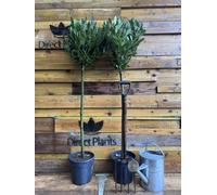 Direct Plants Extra Large Laurus Nobilis Lollipop Standard Bay Tree 5ft Tall By Direct Plants - Shrub - Green - Pot