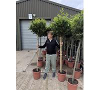 Direct Plants Extra Large Laurus Nobilis Lollipop Standard Bay Tree 6Ft Tall