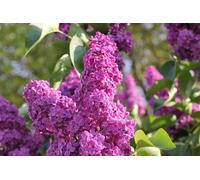 Direct Plants Extra Large Syringa Vulgaris Common Lilac Shrub in a 3 Litre Pot Direct Plants Multicolor