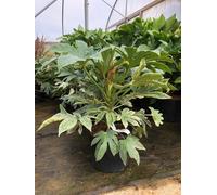 Direct Plants Fatsia Spiders Web Variegated Evergreen Shrub 2-3Ft Tall, Extra Large, Supplied In A 7.5 Litre Pot