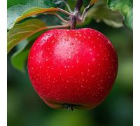 Direct Plants Fiesta Apple Tree 4 - 5ft Bare Root Fruit Tree in Red Direct Plants Red