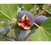 Direct Plants Fig Fruit Tree Rouge De Bordeaux Extra Large 3Ft In A 5 Litre Pot