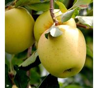 Direct Plants Golden Delicious Apple Fruit Tree 125cm-150cm in a 7.5 Litre Pot Direct Plants Multicolor