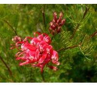 Direct Plants Grevillea Olympic Flame Evergreen Garden Shrub Direct Plants Multicolor
