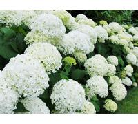 Direct Plants Hydrangea Annabelle Shrub Large Multi Branch Plants Pack Of 5 In 3 Litre Pots