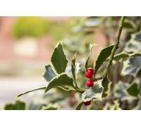 Direct Plants Ilex Golden King Evergreen Variegated Holly Plant Tree 2-3ft Supplied in a 3 Litre Pot in Yellow Direct Plants Yellow