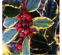 Direct Plants Ilex Golden King Evergreen Variegated Holly Plant Tree 2-3Ft Supplied In A 3 Litre Pot