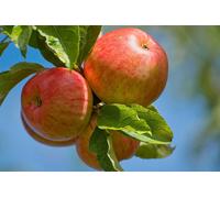 Direct Plants James Grieve Apple Tree M26 Dwarf 100-120cm Bare Root Fruit Tree in Red Direct Plants Red