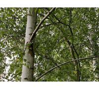 Direct Plants Large Betula Pendula Silver Birch Tree 5-6Ft Tall In 7.5L Pot Elegant White Bark