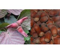 Direct Plants Large Corylus Purpurea Purple Filbert Nut Tree In A 3 Litre Pot