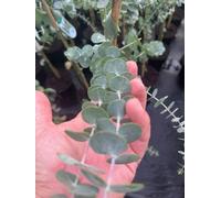 Direct Plants Large Eucalyptus Little Boy Tree 100-120Cm In A 5 Litre Pot