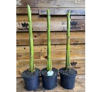 Direct Plants Large Musa Basjoo Fully Hardy Banana Fruit Tree 60-80cm Tall in a 3 Litre Pot in Green Direct Plants Green