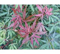 Direct Plants Large Patio Acer Palmatum Jerre Schwartz, 3-4Ft On Stem, Japanese Maple Tree