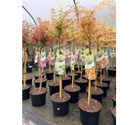 Direct Plants Large Patio Acer Palmatum Orange Dream, 3-4Ft On Stem, Japanese Maple Tree