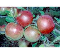 Direct Plants Laxton's Superb Apple Tree 5-6Ft Large Fruit Tree In A 7.5 Litre Pot