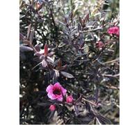 Direct Plants Leptospermum Red Damask Evergreen Shrub 3-4Ft Large Supplied In A 3 Litre Pot