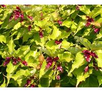 Direct Plants Leycesteria Golden Lanterns Himalayan Honeysuckle Shrub Extra Large Plant Supplied in a 3 Litre Pot in Green Direct Plants Green