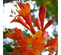 Direct Plants Lonicera Dropmore Scarlet Honeysuckle Extra Large Climbing Plant 6-7Ft In A 10 Litre Pot