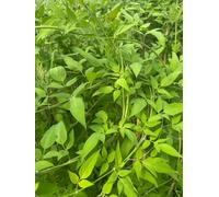 Direct Plants Lonicera Dropmore Scarlet Honeysuckle XL Climb Plant 6-7ft 10L Pot Direct Plants Multicolor