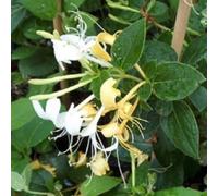 Direct Plants Lonicera Halliana Evergreen Honeysuckle Climbing Plant By DirectPlants Direct Plants Multicolor