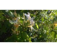 Direct Plants Lonicera Halliana Evergreen Honeysuckle Fragrant Climbing 3-4ft 3L Pot Direct Plants Multicolor