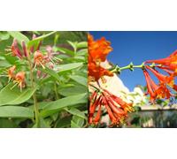 Direct Plants Lonicera Henryii Evergreen Honeysuckle Plant 3-4Ft Supplied In A 3 Litre Pot