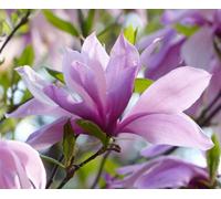 Direct Plants Magnolia Betty Tree Purple Pink Flowers 100Cm Large
