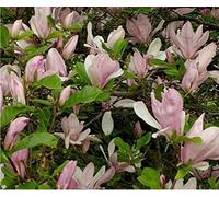 Direct Plants Magnolia George Henry Kern Tree 3-4ft Supplied in a 3 Litre Pot in Green Direct Plants Green