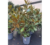 Direct Plants Magnolia Grandiflora Little Gem Evergreen Magnolia Tree Extra Large 4-5Ft Tall In A 20 Litre Pot
