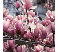 Direct Plants Magnolia Soulangeana Plant Tree 100Cm Tall Large In A 3 Litre Pot