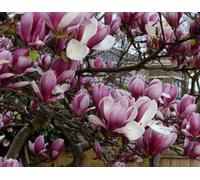 Direct Plants Magnolia Soulangeana Rustica Rubra Plant Shrub Tree 4-5Ft Supplied In A 3 Litre Pot