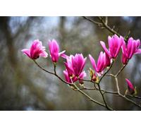 Direct Plants Magnolia Susan Tree Purple Pink Flowers 4-5Ft Large