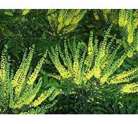 Direct Plants Mahonia media Winter Sun Plant (Large) 50-60cm Supplied in a 3 Litre Pot in Green Direct Plants Green